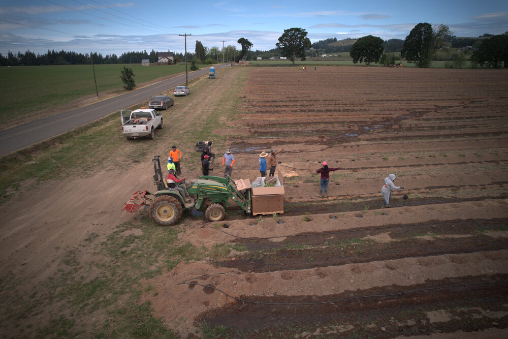 RC Rojo Farm Labor crew working in the field