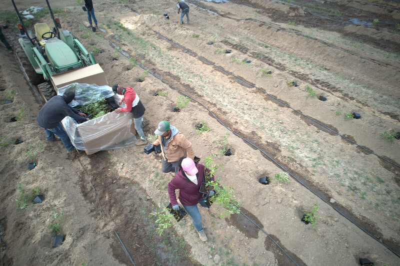 Crew planting in the rows